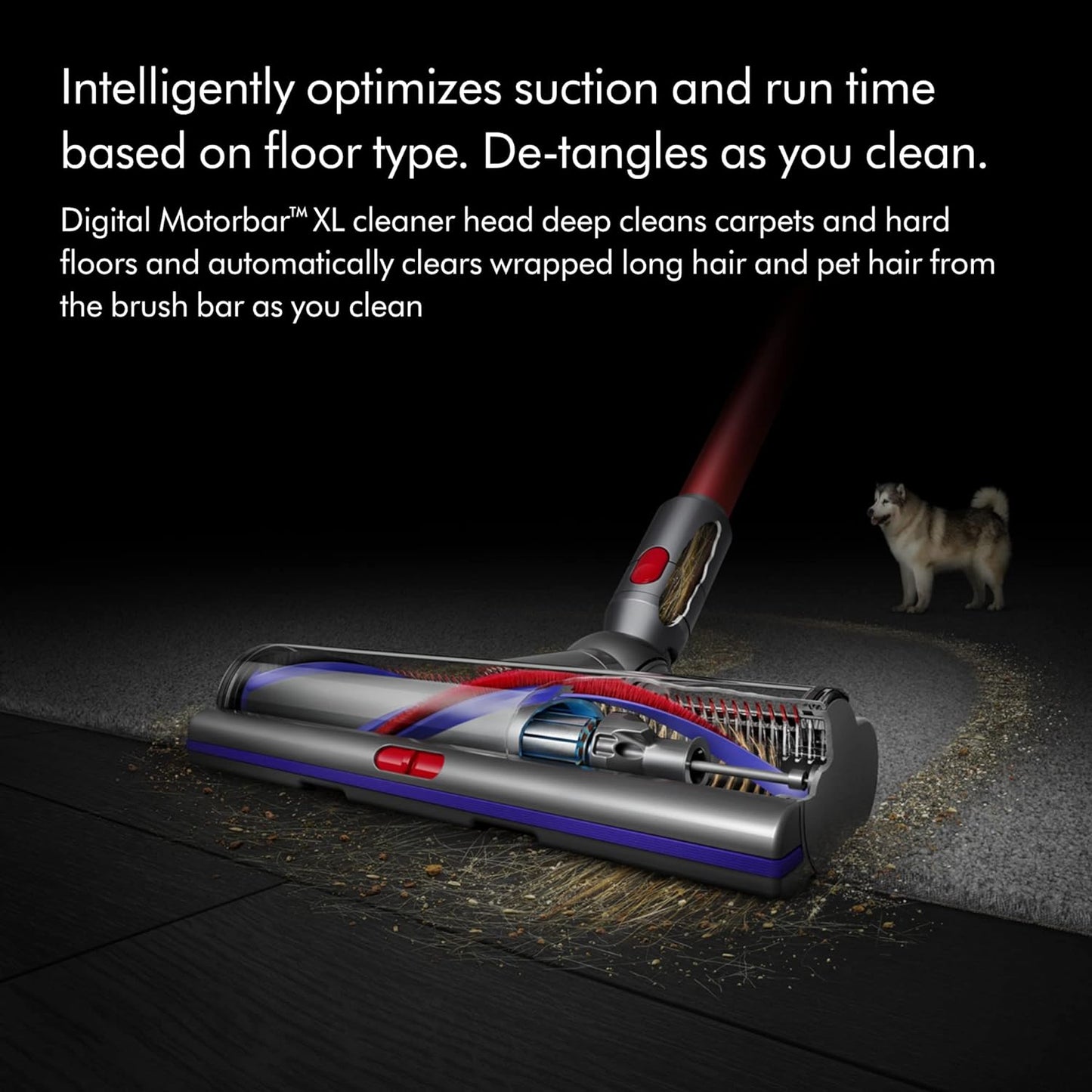 Dyson Outsize+ Aspiradora inalámbrica, níquel/Rojo